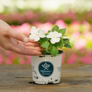 Impatiens – Beacon White – 4″ Pot