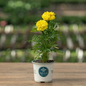 Marigold – Inca Yellow – 4″ Pot