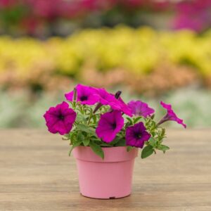 Petunia – Easy Wave Violet – 4″ Pot