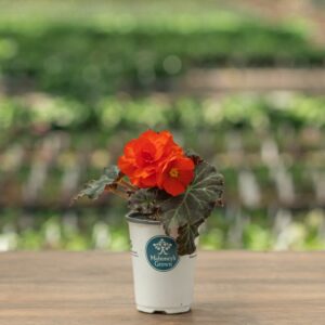 Begonia – Mocca Scarlet – 4.5″ Pot