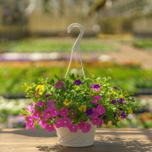 Calibrachoa – Cabaret Mix – 8″ Hanging Basket