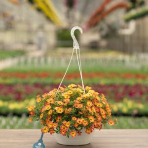 Calibrachoa – Cabaret Diva Orange – 10″ Hanging Basket