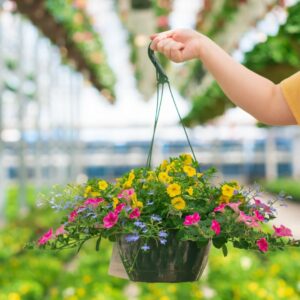 Combo – Pink Lemonade – 10″ Hanging Basket