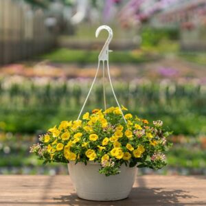 Combo – Biden My Time – 10″ Hanging Basket