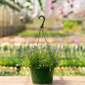 Lobelia – Techno Cobalt Blue – 10″ Hanging Basket