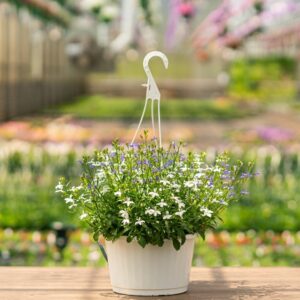 Lobelia – Techno Mix – 10″ Hanging Basket