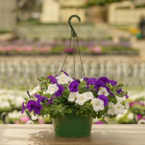 Petunia – Easy Wave Mix – 10″ Hanging Basket