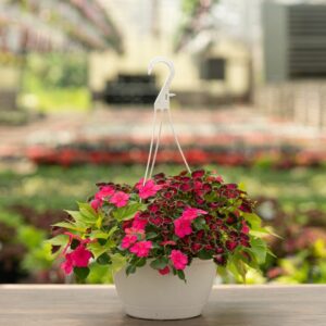 Shade Combo – Rose – 10″ Hanging Basket