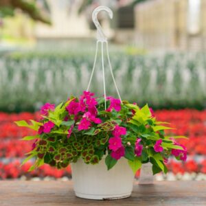 Shade Combo – Violet – 10″ Hanging Basket