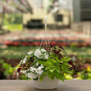 Shade Combo – White – 10″ Hanging Basket
