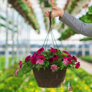 Combo – Night In Pompeii – 12″ Fiber Hanging Basket