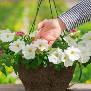 Combo – Rock’n’Roll – 12″ Fiber Hanging Basket