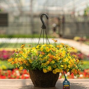 Combo – Biden My Time – 12″ Fiber Hanging Basket