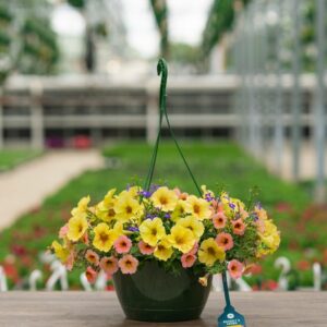 Combo – Island In The Sun – 10″ Hanging Basket