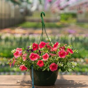 Combo – Bloomin Glory – 10″ Hanging Basket