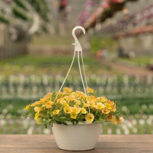 Petunia – Cascadia Indian Summer – 10″ Hanging Basket