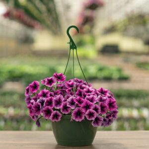 Petunia – Cascadia Purple Ice – 10″ Hanging Basket