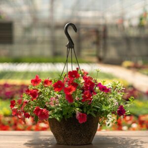 Combo – Bloomin Glory – 12″ Hanging Basket