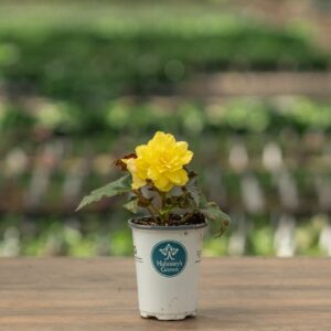 Begonia – I’Conia Portofino Citrix – 4.5″ Pot