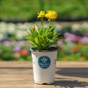 Bracteantha – Dreamtime® Jumbo Yellow – 4.5″ Pot