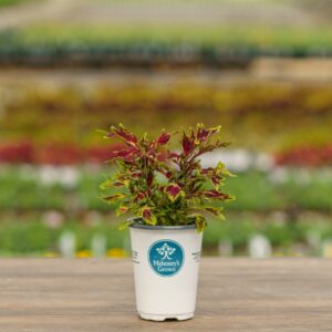 Coleus – Chilli Pepper – 4.5″ Pot