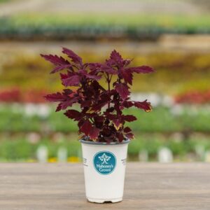 Coleus – Salsa Roja Pepper – 4.5″ Pot