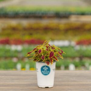 Coleus – Serrano – 4.5″ Pot