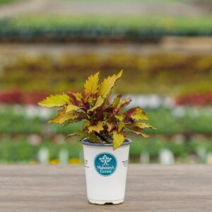 Coleus – Spiced Curry – 4.5″ Pot