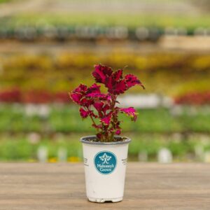Coleus – Carnival – 4.5″ Pot