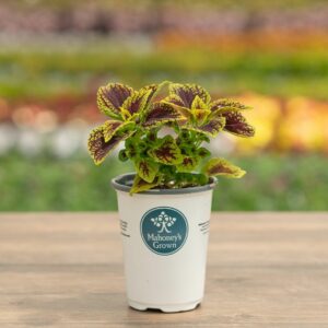 Coleus – Juicy Lucy – 4.5″ Pot