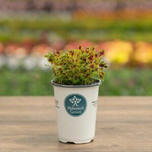 Coleus – Ruby Jewels – 4.5″ Pot