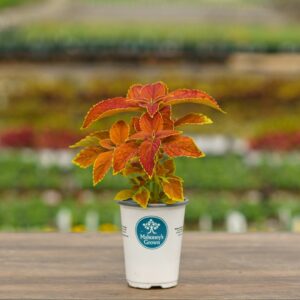 Coleus – Rustic Orange – 4.5″ Pot