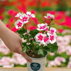 Geranium – Tango White Splash – 4.5″ Pot