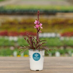 Gaura – Bantam Pink – 4.5″ Pot