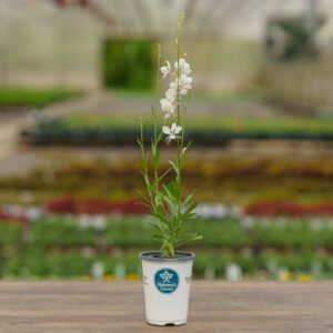 Gaura – Bantam White – 4.5″ Pot