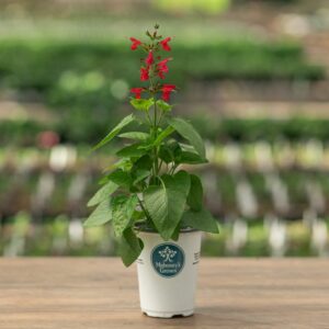 Salvia – Hummingbird Forest Fire – 4.5″ Pot