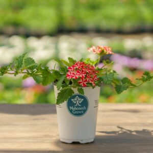 Verbena – Lanai Red Star – 4.5″ Pot