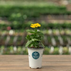 Zinnia – Magellan™ Yellow – 4.5″ Pot