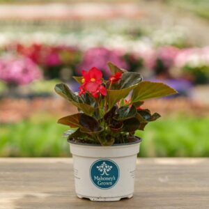 Begonia – Red Bronze Leaf – 6.5″ Pot