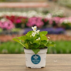 Begonia – Big White Green Leaf – 6.5″ Pot