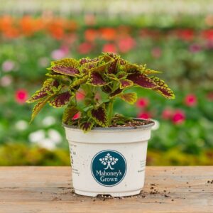 Coleus – Coleosaurus – 6.5″ Pot