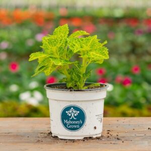 Coleus – Electric Lime – 6.5″ Pot