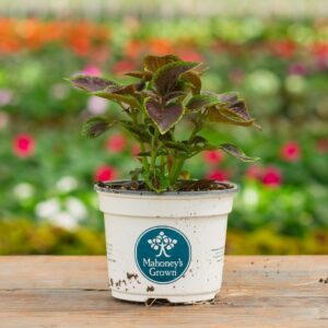 Coleus – Vino – 6.5″ Pot