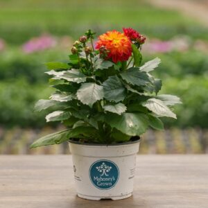 Dahlia – Tequila Sunrise – 6.5″ Pot