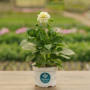 Dahlia – Hypnotica White – 6.5″ Pot