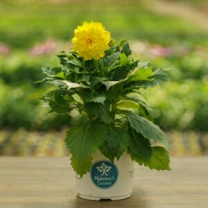 Dahlia – Hypnotica Yellow – 6.5″ Pot