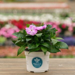 New Guinea Impatiens – Super Sonic Lavender – 6.5″ Pot
