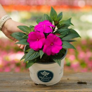 New Guinea Impatiens – Super Sonic Lilac – 6.5″ Pot