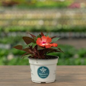 New Guinea Impatiens – Super Sonic Orange Ice – 6.5″ Pot