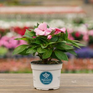 New Guinea Impatiens – Super Sonic Pastel Pink – 6.5″ Pot